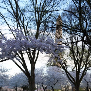 Flower Photo, Soft Focus, Cherry Blossom Photograph, Washington DC, Dreamy, Washington Monument, Fine Art Photography- DC Cherry Blossoms