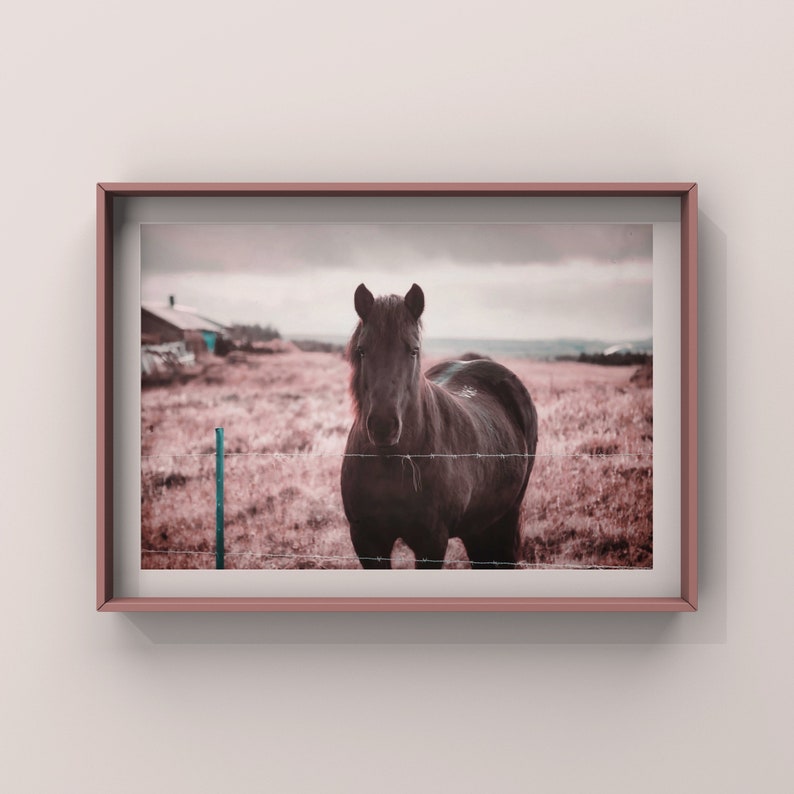 Horse Wall Art, Pink Wall Art Print, Iceland Nature Photography Pink Fields image 2
