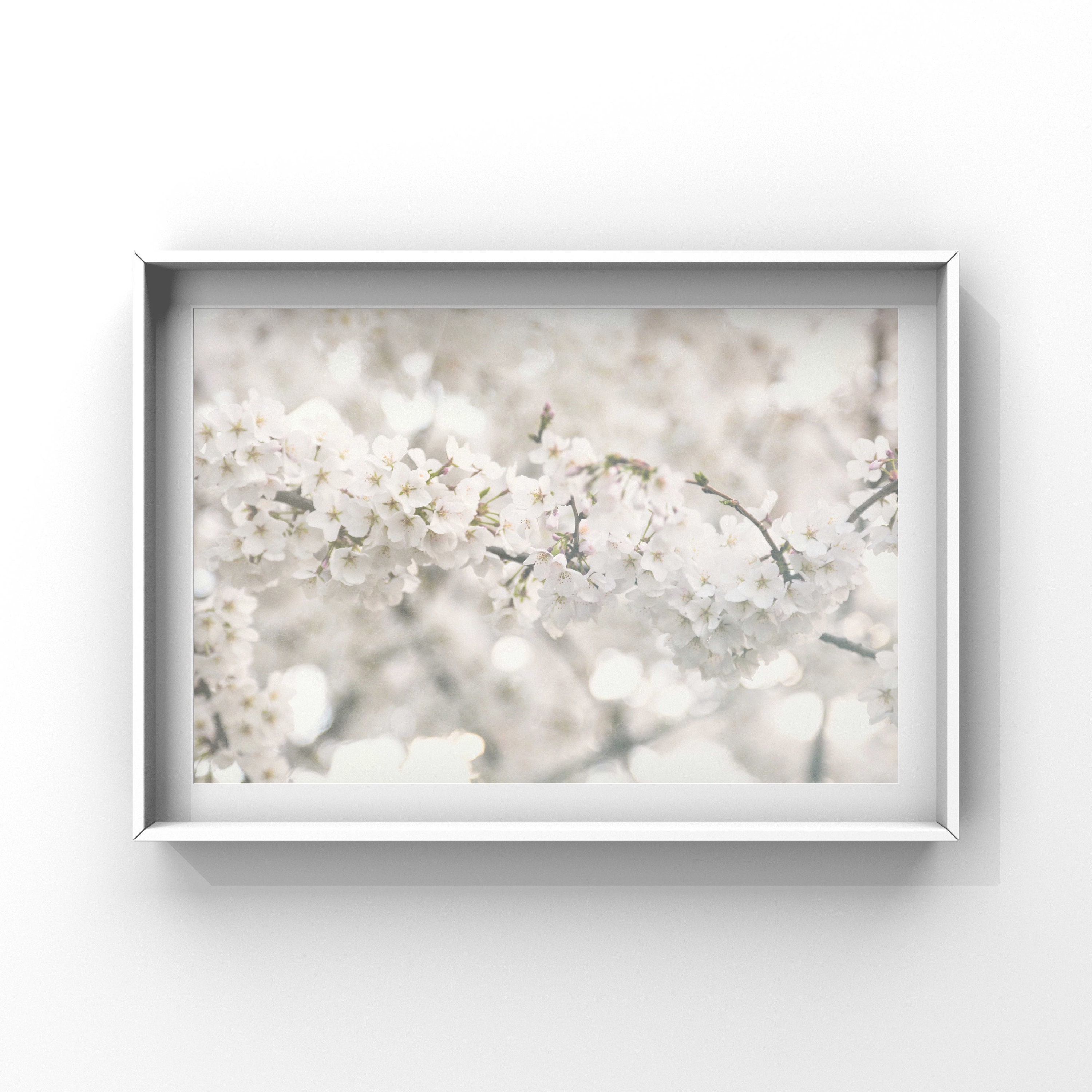 Cherry Blossoms Wall Art Print, Still Life White Cherry Blossoms Wall ...