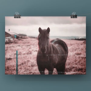 Horse Wall Art, Pink Wall Art Print, Iceland Nature Photography Pink Fields image 5