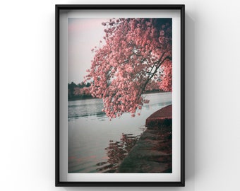 Fotografia de flores, impressão floral minimalista, arte de parede com flores de cerejeira, fotografia da natureza, decoração de parede rosa - In Bloom