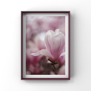 Flower Photograph, Minimalist Floral Art Print, Nature Photography, Fine Art Photography Print, Magnolia Flowers, Pink Wall Decor - Magnolia