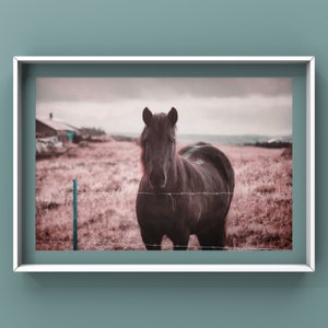 Horse Wall Art, Pink Wall Art Print, Iceland Nature Photography Pink Fields image 4