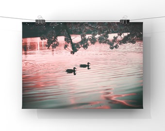 Washington D.C.’s Cherry Blossoms with Friendly Ducklings Wall Decor, Colorful Cherry Blossoms Wall Art, Pink Fine Art Photograph