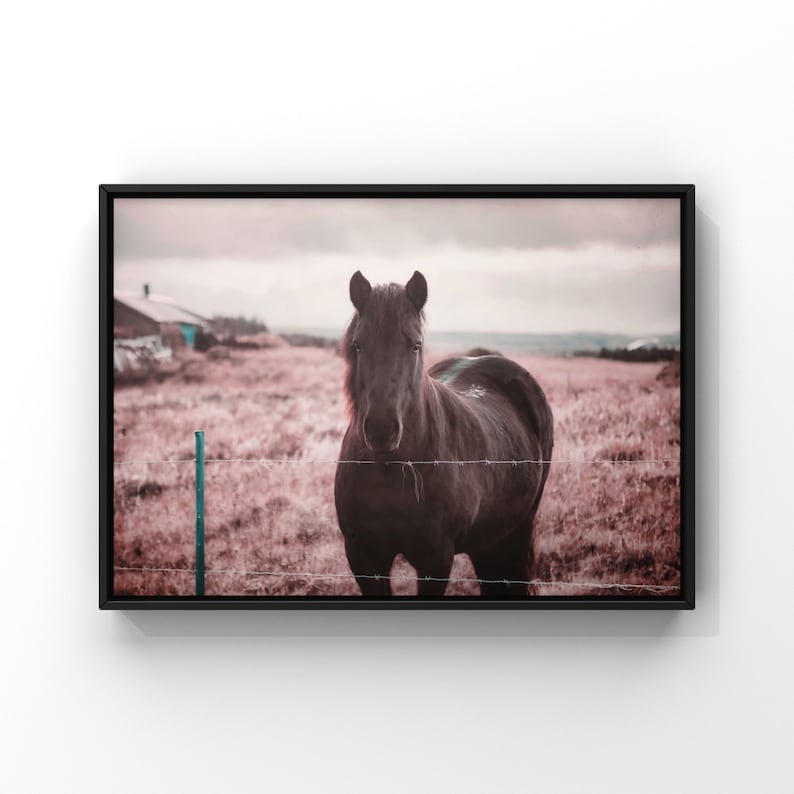 Horse Wall Art, Pink Wall Art Print, Iceland Nature Photography Pink Fields image 1