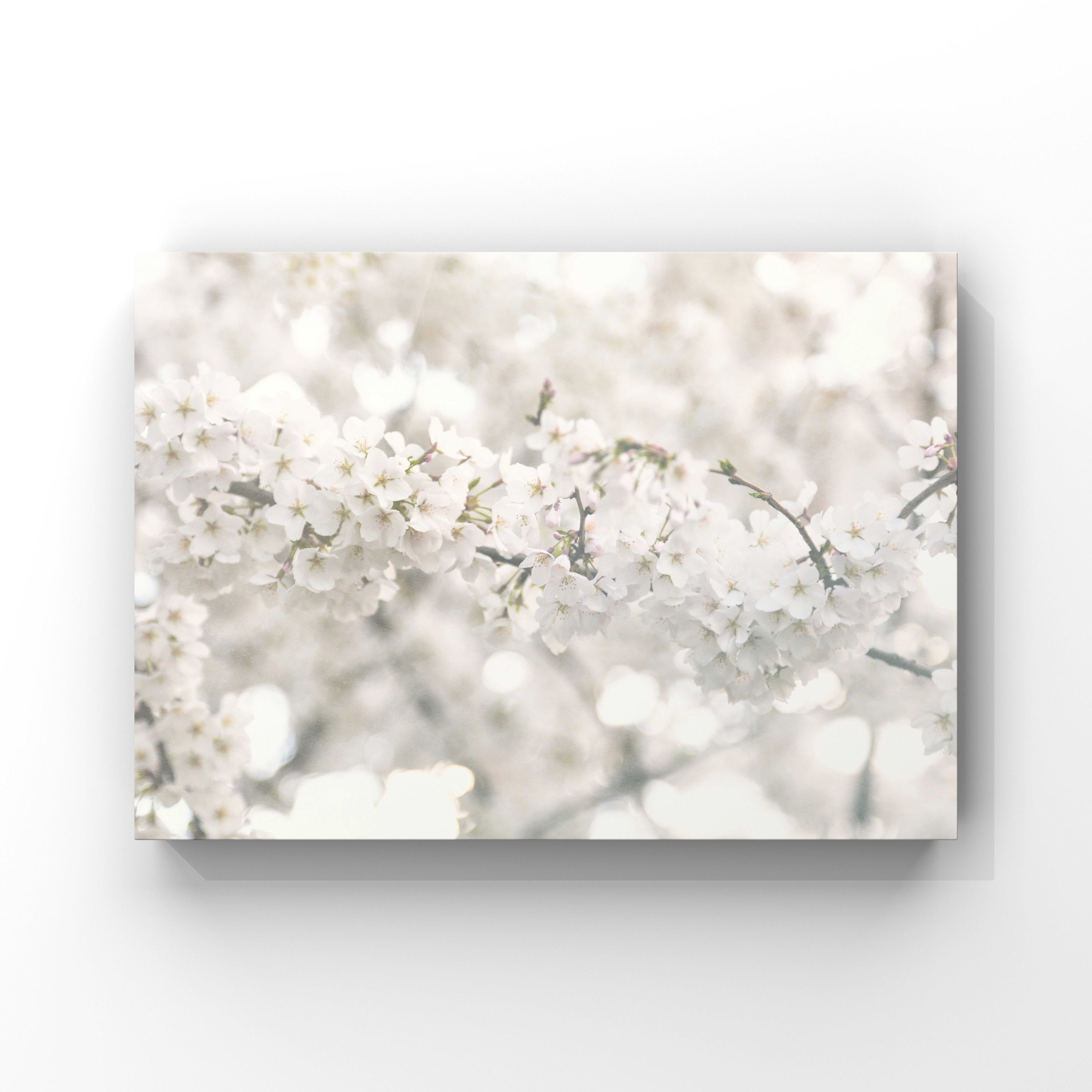 Cherry Blossoms Wall Art Print, Still Life White Cherry Blossoms Wall ...