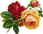 VICTORIAN ROSE Perfume Oil Body Fragrance Roll on Bottle OR Solid Perfume 1 oz Tin Rose Amber Musk Floral Flower Garden Scent