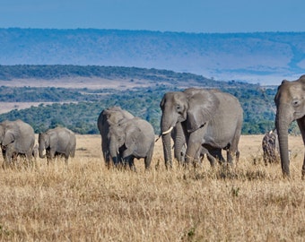 Elephant Family on The Mara