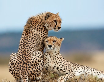 Two Cheetah on Termite Mound