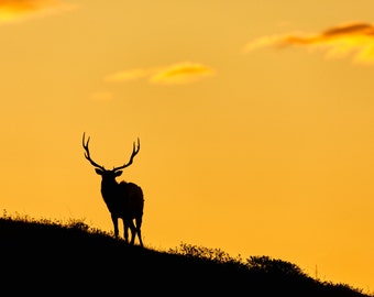 Elk in Sunrise