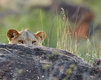 Lioness Peakaboo