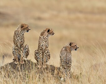 Three Cheetah on Termite Mound