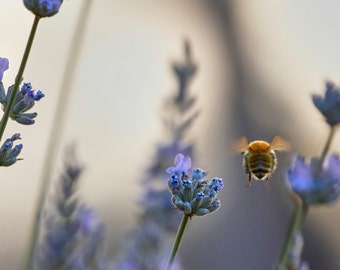 Bee in Lavender