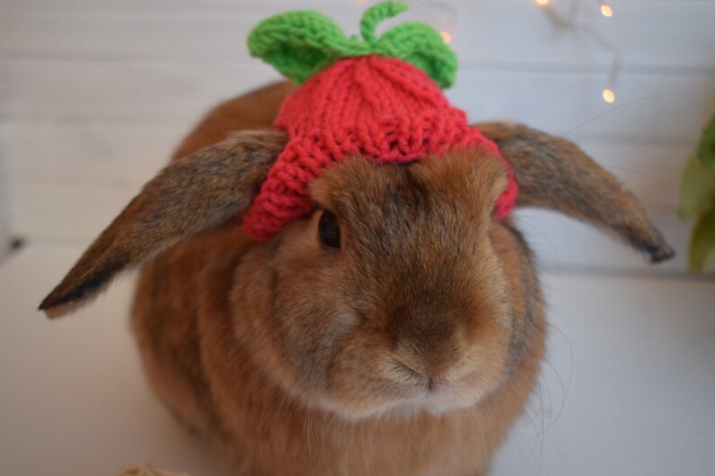 Raspberry hat for rabbit pet Etsy
