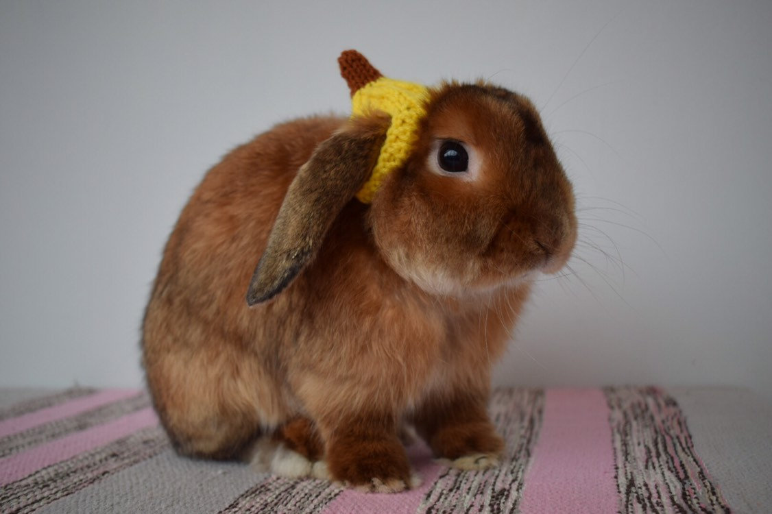 Banana hat Rabbit pet hat Halloween rabbit clothing bunny Etsy