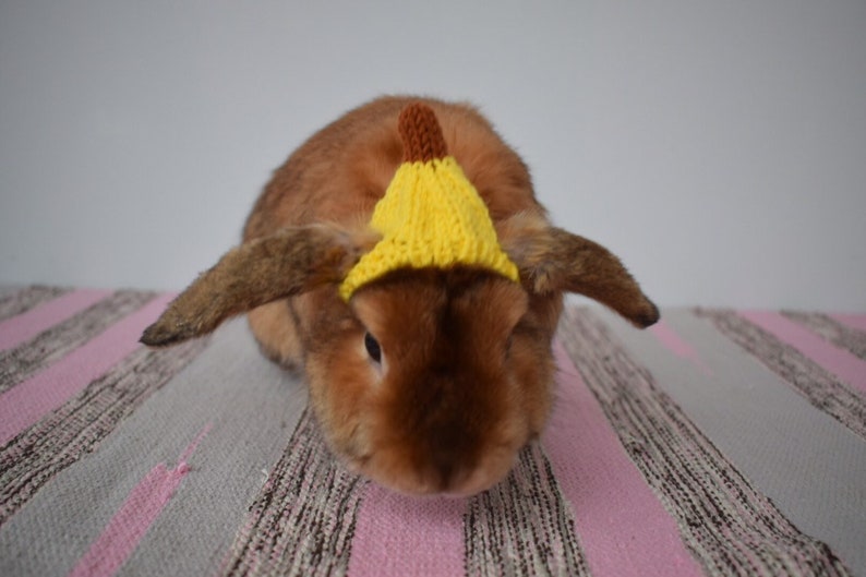 Banana hat Rabbit pet hat Halloween rabbit clothing bunny Etsy