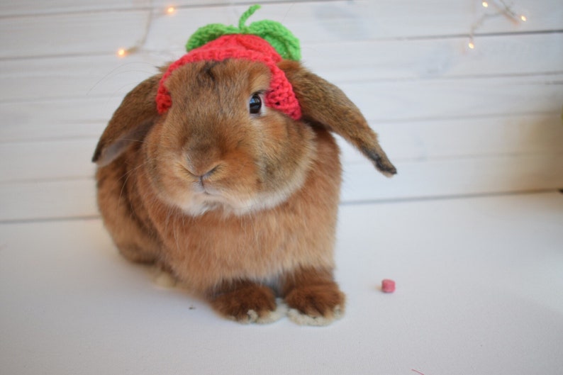 Raspberry hat for rabbit pet Etsy