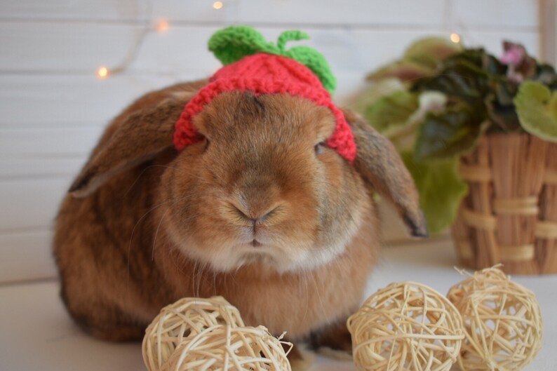Raspberry hat for rabbit pet Etsy