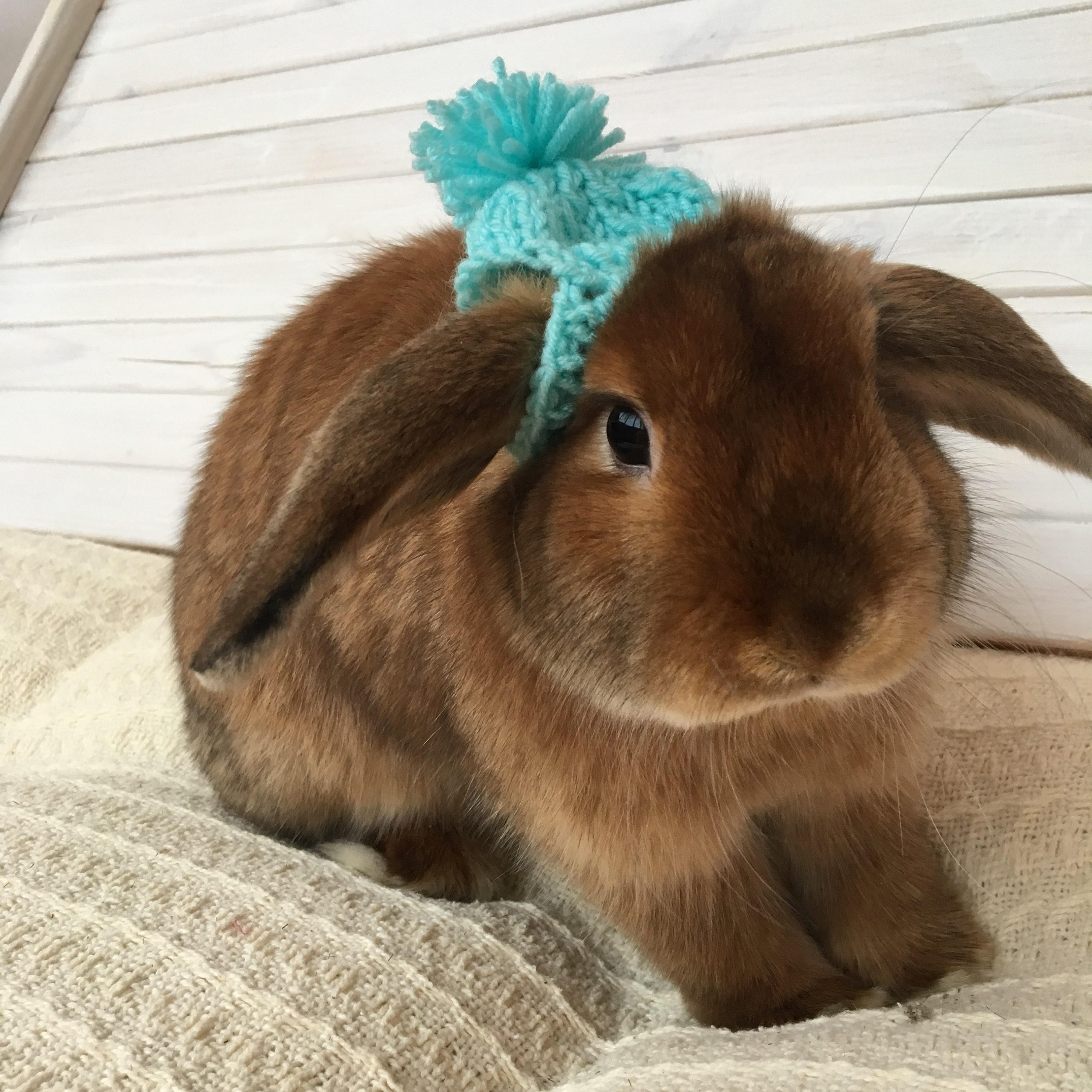 rabbit clothes for rabbits