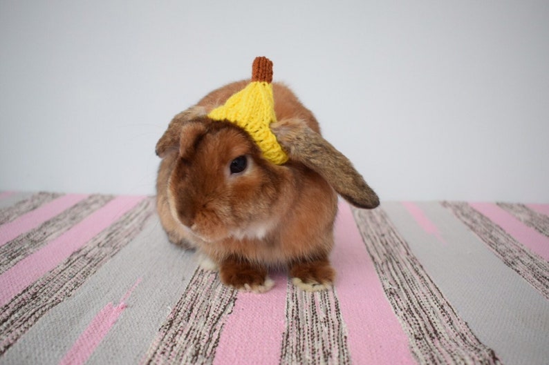 Banana hat Rabbit pet hat Halloween rabbit clothing bunny Etsy