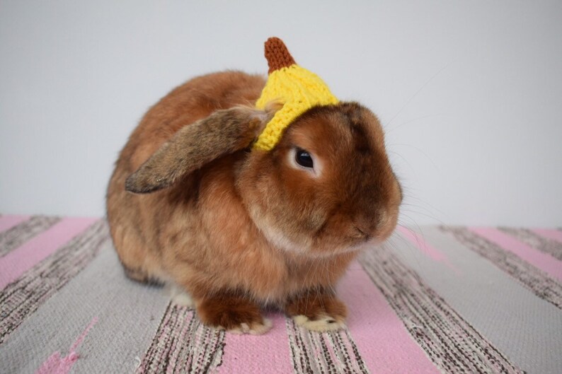 Banana hat Rabbit pet hat Halloween rabbit clothing bunny Etsy