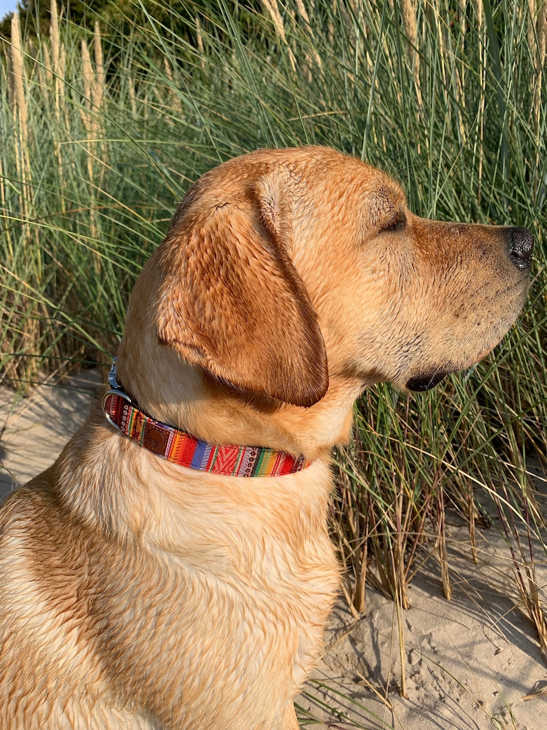 Handmade Boho Dog Collar Colorful wide collar for dogs made of woven nylon in different colors and 4 lengths for small and large dogs image 1