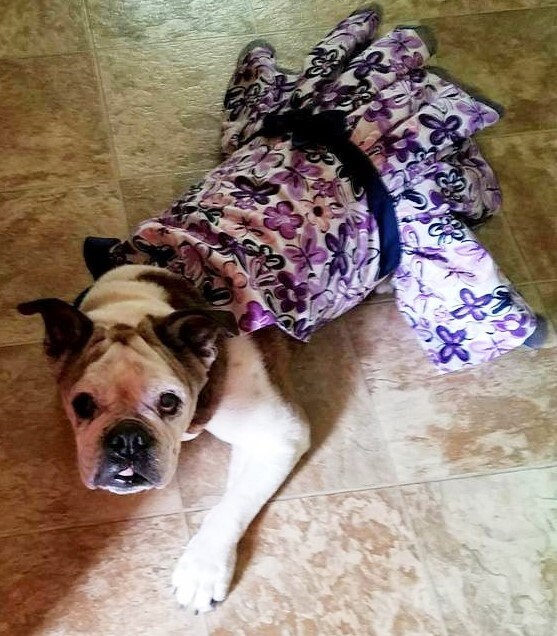 short dress for beach wedding English Bull Dog Pop Up Greeting Card with Dress Up Accessories