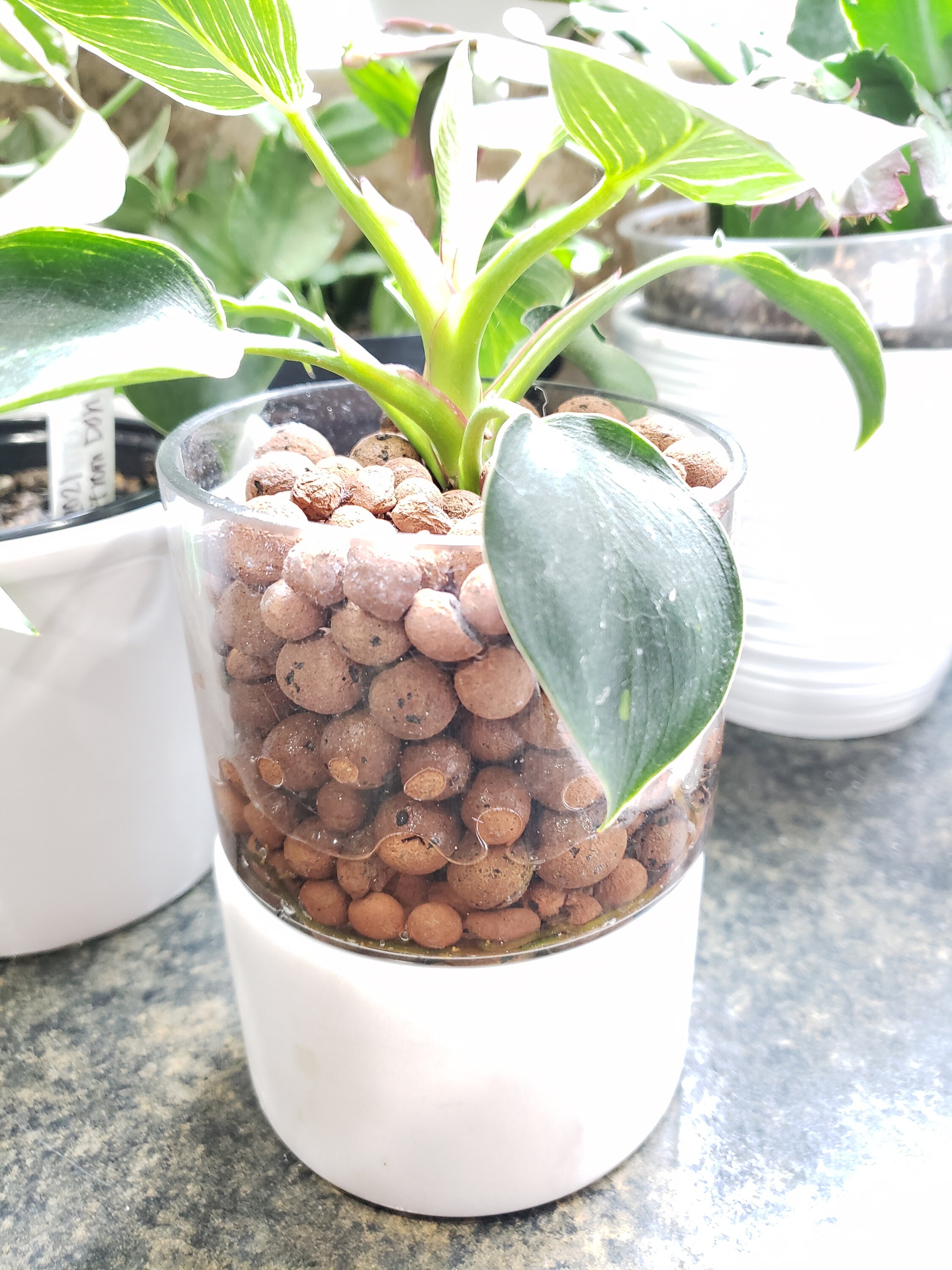 Expanded Clay Balls LECA Hydroponics Free Shipping Etsy