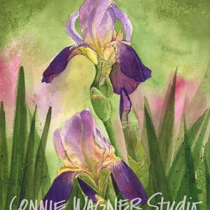 Blooming Irises, purple iris floral watercolor painting archival giclee print by ConnieWagnerStudio