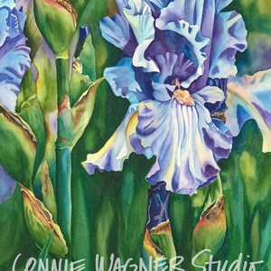 Standing Tall purple iris watercolor painting giclee print by ConnieWagnerStudio