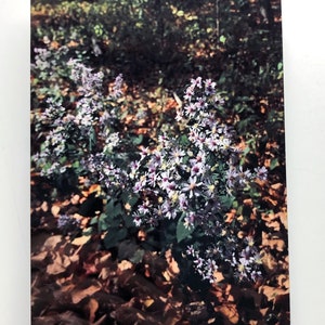 Wilde Blumen Wild Aster Fotografie auf Metall