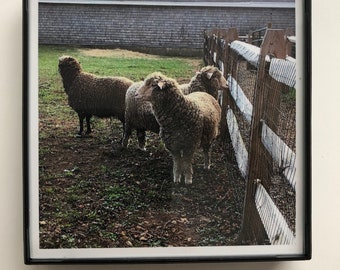 Mini Framed Print - Sheep