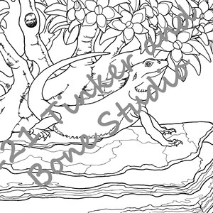 5 Count Lizard Color Sheets: Includes Blue Tongue Skink | Etsy