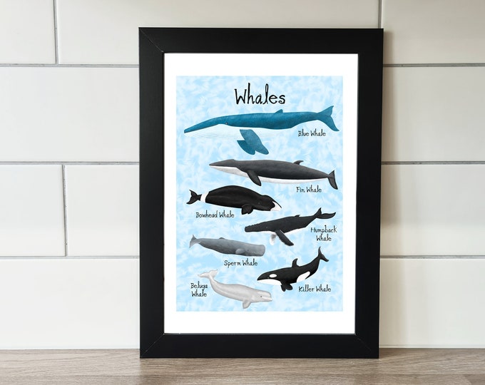 Whale Print, Whale, A6 Print, A5 Print, A4 Print, A3 Print, Wall Art, Wall Print, Illustration, Art Print by Rachel Gwen May