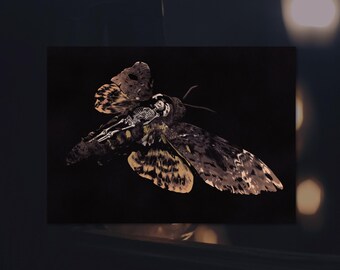 Resting Place | A3 high-quality art print on 300gsm white card stock, by Vector That Fox