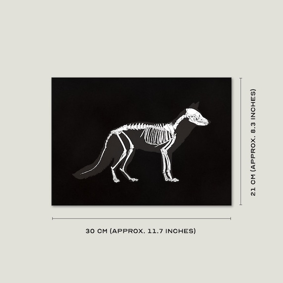 キツネの骨 | A4 の高品質キツネの骨格イラスト、300gsm の白紙