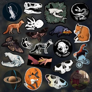 Pegatinas de vinilo / Dinosaurios / Zorros / Calaveras / Fósiles / Tigres / Espacio: pegatinas individuales de vinilo troqueladas e ilustradas, de Vector That Fox.