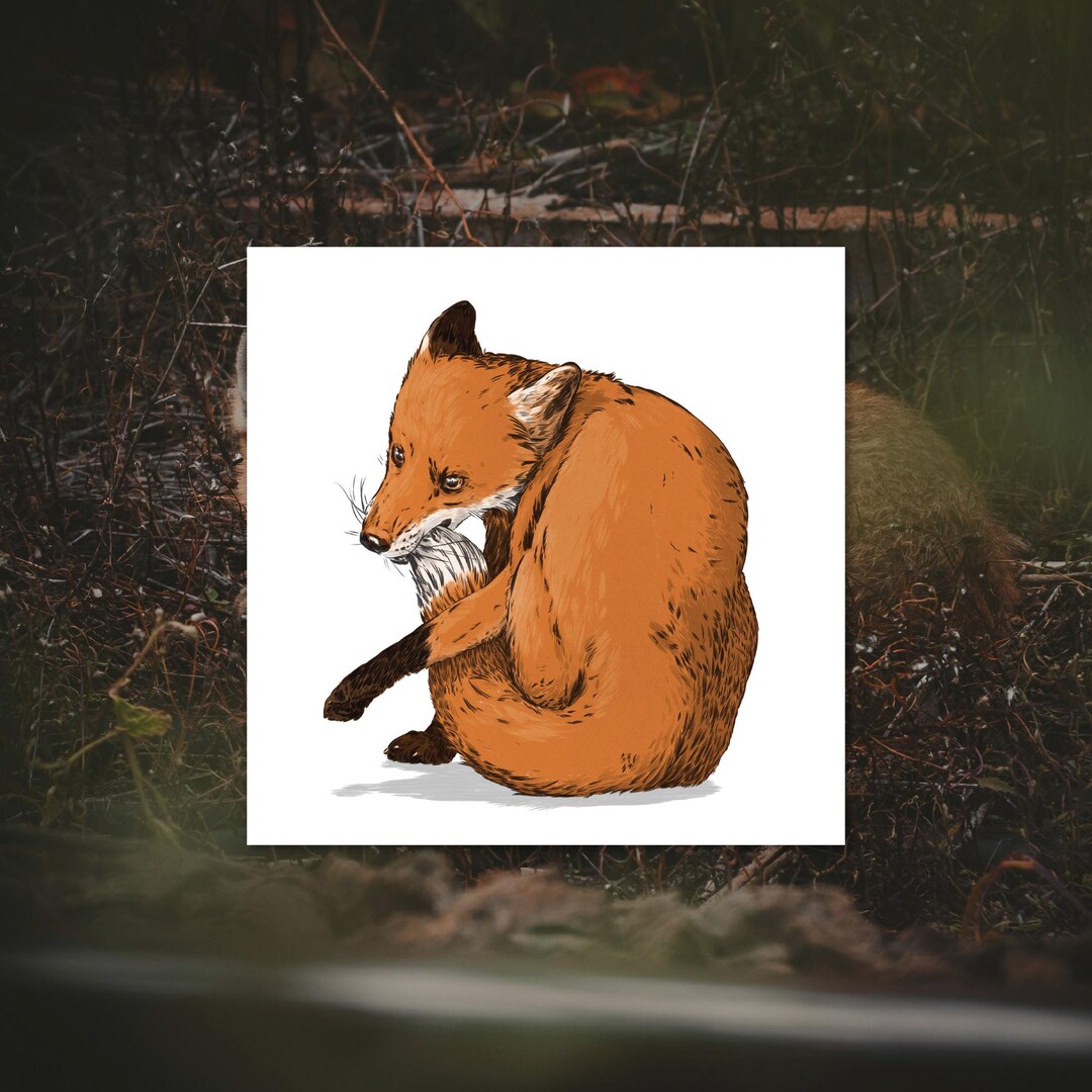 Fox Biting It's Tail Illustration | High-quality 21cm Square Art Print ...