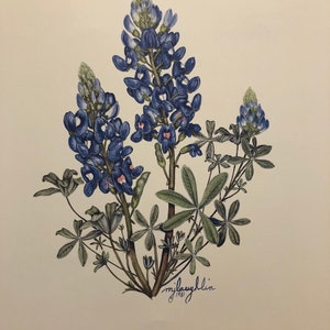 Texas Bluebonnet II