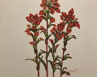 Indian Paintbrush