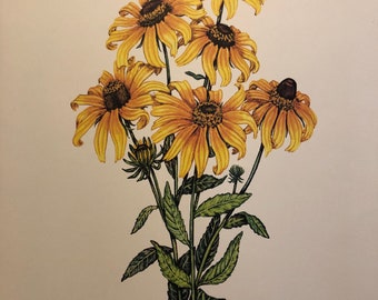 Black eyed Susan