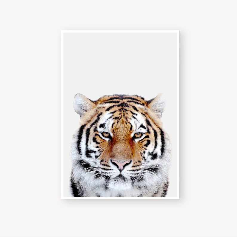 Tiger Art Safari Nursery Tiger Wall Art Nursery Wall Art Nursery Decor Tiger Print Safari Print Tiger Poster Nursery Animal Wall Art