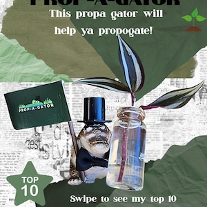 May include: An image promoting plant propagation with the text "PROP-A-GATOR." It features a cartoon alligator in a top hat and bow tie, holding a flag. A plant cutting is in a glass jar. The text reads "This propa gator will help ya propagate!" and "Swipe to see my top 10 favorite plants to propagate!"