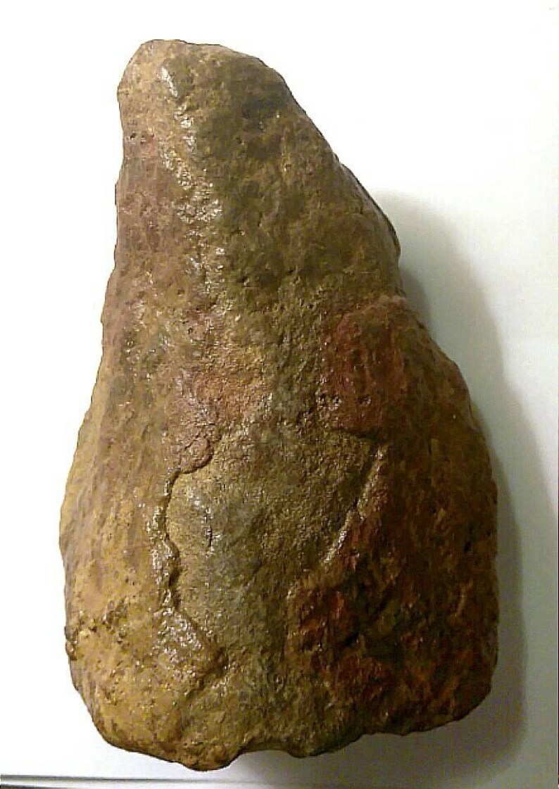 fossil ankylosaurus