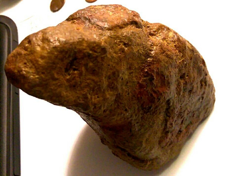 ankylosaurus full fossil