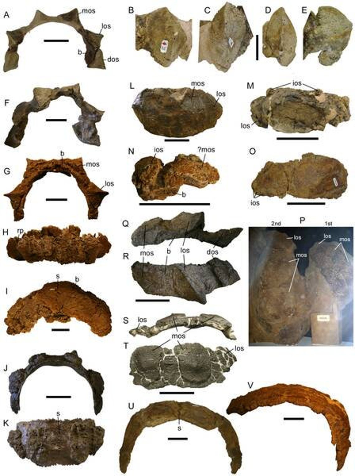 ankylosaurus complete fossil
