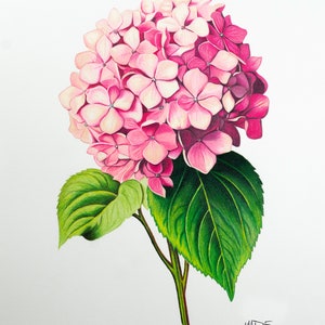 Hydrangea Bloom Pink - Print of Original