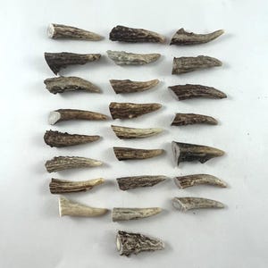 May include: A collection of twenty-two individual deer antler tips arranged in a grid. Each piece features a unique texture with shades of brown, gray, and cream. The antler segments vary in length and curvature, displaying natural weathered surfaces.
