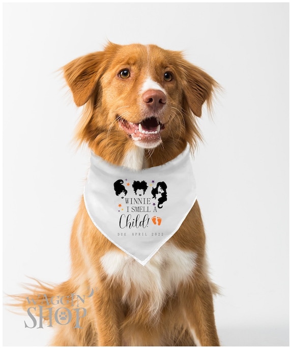 dog pregnancy announcement bandana