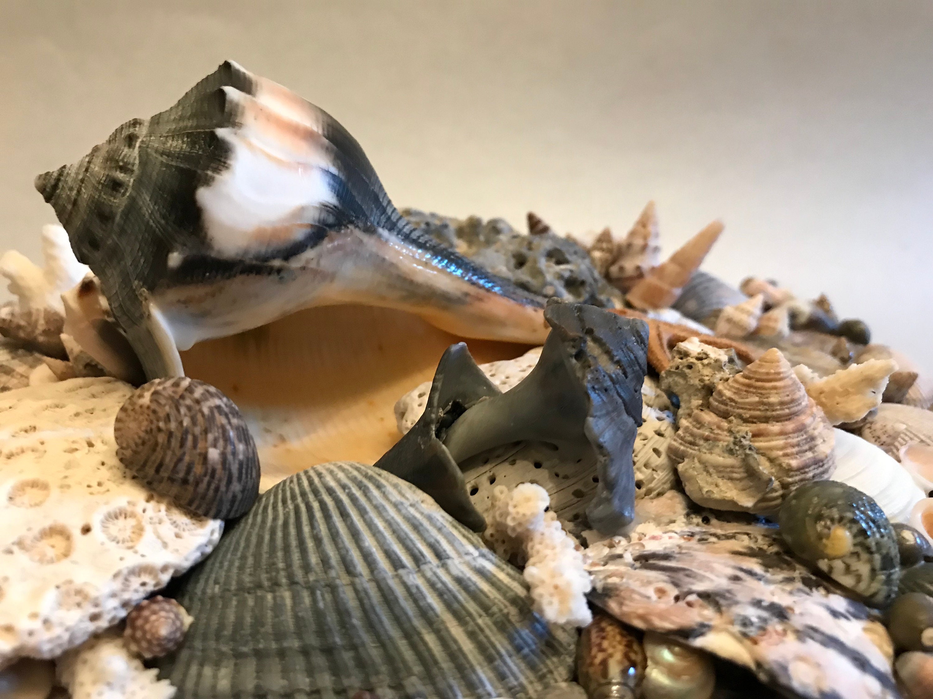 Handmade Shell Box, One of a Kind Seashell Box, Ornate Sea Shell Box - Etsy